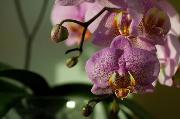 Flor de orquídea close-up — Fotografia de Stock