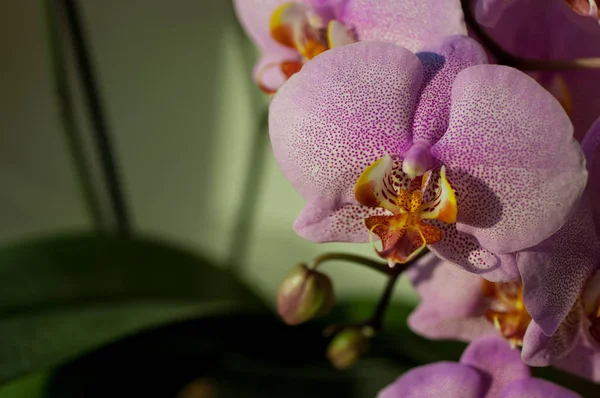 Flor de orquídea close-up — Fotografia de Stock