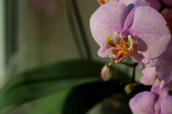 Flor de orquídea close-up — Fotografia de Stock