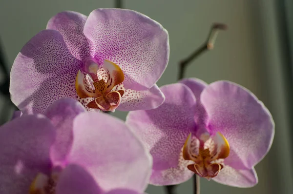 Flor de orquídea close-up — Fotografia de Stock