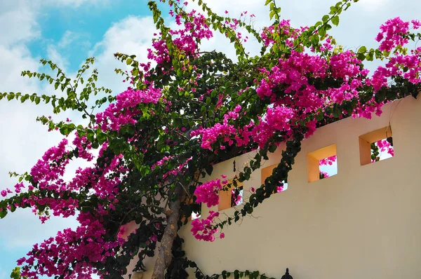 Blossoming azalea on the facade of the house — Stock Photo, Image