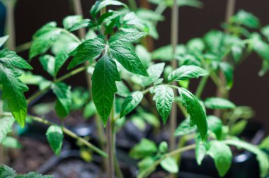 Tencere domates fidesi