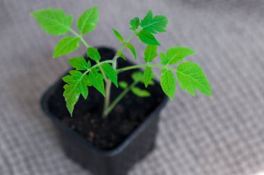 Tencere domates fidesi