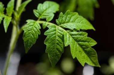 Tencere domates fidesi