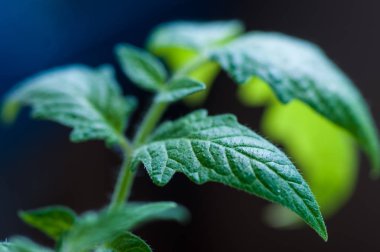 Tencere domates fidesi