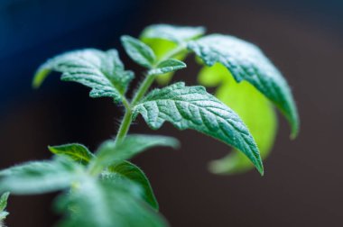 Tencere domates fidesi