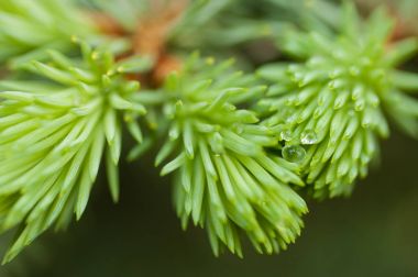 Mavi Ladin bahar fışkın