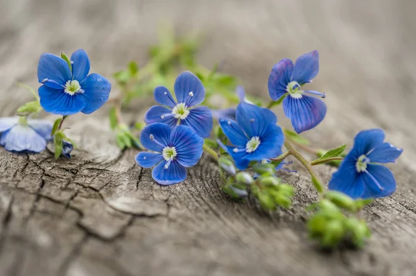 çiçekleri unutma yakın çekim