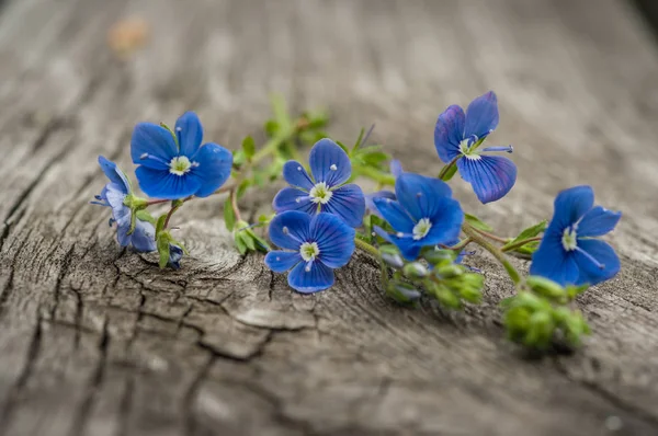 çiçekleri unutma yakın çekim