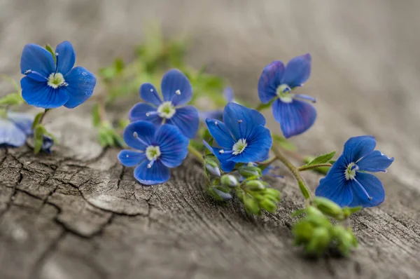 çiçekleri unutma yakın çekim