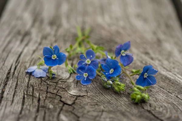 çiçekleri unutma yakın çekim