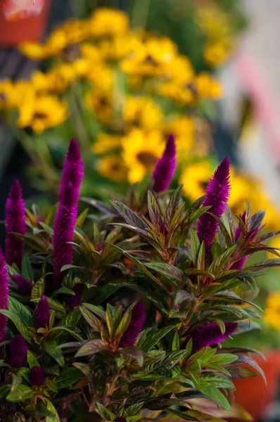 Fiori in giardino — Foto Stock