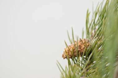 Yeni yıl arka plan görüntüsü 