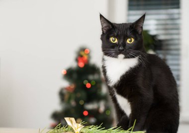 kedi ile süslenmiş Noel ağacı arka plan üzerinde