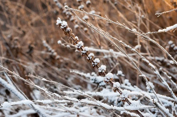 雪で植物の枝 — ストック写真