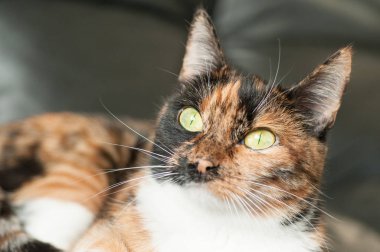 beyaz bıyıklı renkli kedi 