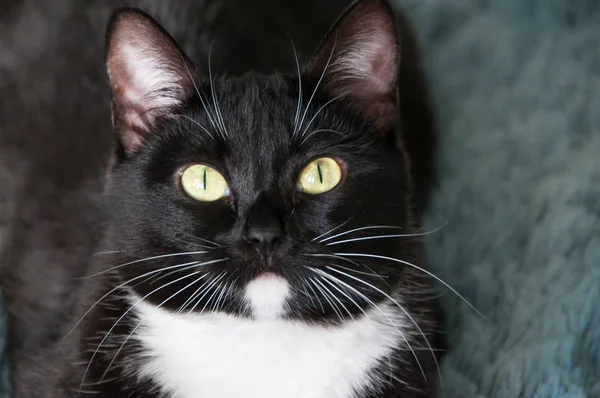 Gatto nero con baffi bianchi e cortile — Foto Stock