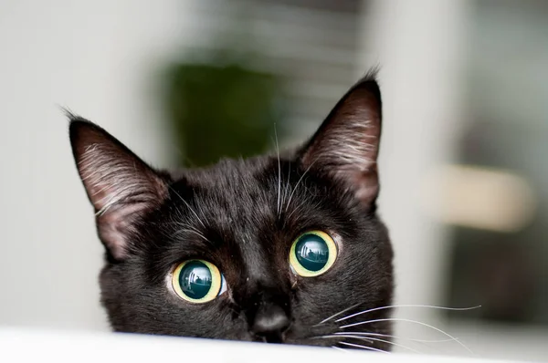 Gato preto e branco com bigode branco — Fotografia de Stock