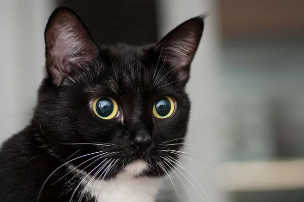Schwarz-weiße Katze mit weißem Schnurrbart — Stockfoto