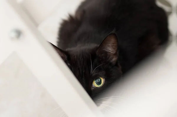 Gato preto e branco com bigode branco — Fotografia de Stock