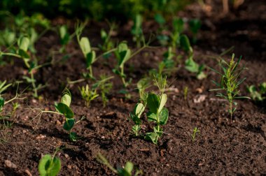 dünya gün, yeni bitki yaşam