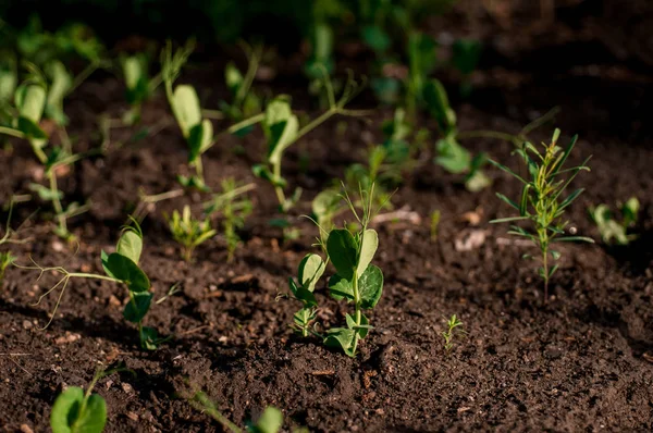 dünya gün, yeni bitki yaşam