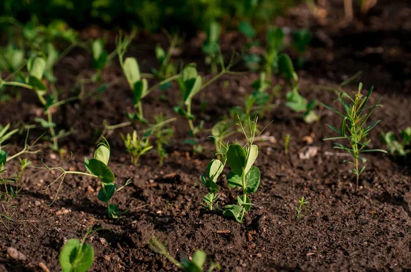 dünya gün, yeni bitki yaşam