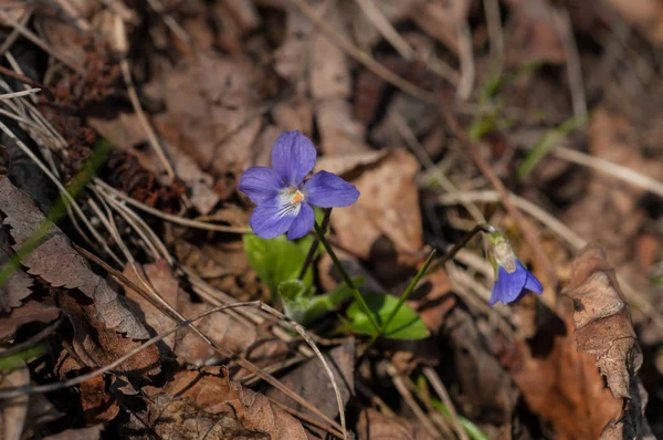 Purple spring flower — Stock Photo, Image