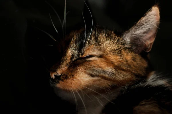 Durmiendo gato primer plano — Foto de Stock