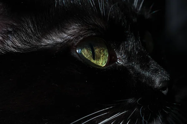 Grüne Augen schwarze Katze — Stockfoto