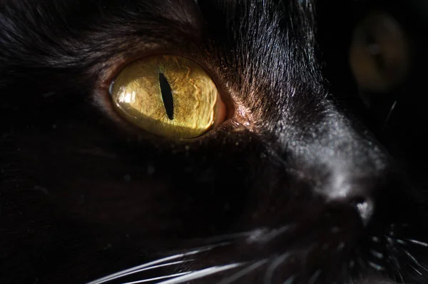 Braune Augen schwarze Katze — Stockfoto