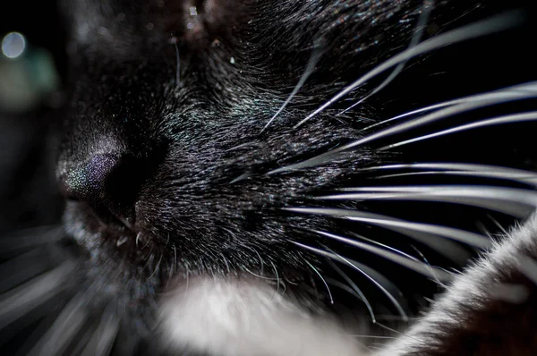 Nase und Schnurrbart einer Katze — Stockfoto
