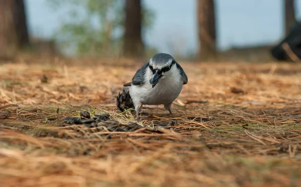 Fågel Stta i naturen — Stockfoto