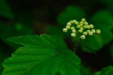doğal kaynak doğada kır çiçekleri 
