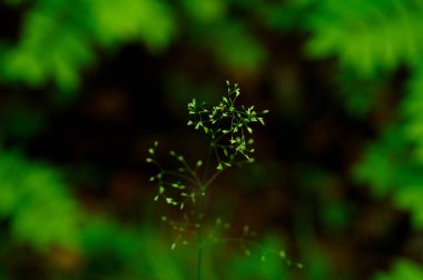 doğal kaynak doğada kır çiçekleri 