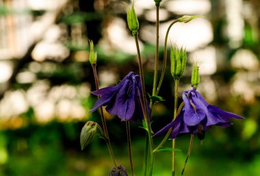 doğal kaynak doğada kır çiçekleri 