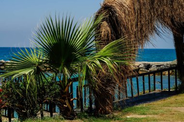 tropikal plaj şemsiyeleri kuru hurma ile deniz manzaralı bırakır