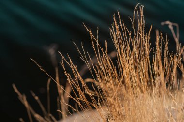 gün batımında karanlık su bir arka plan üzerinde altın çim