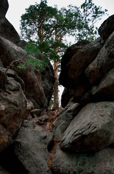 kayalar, Aleksandrovskaya sopka, Güney Ural arasında bir ağaç görünümü
