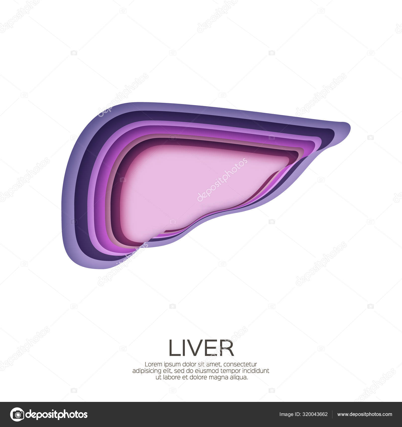 人类肝脏在剪纸风格。 白色背景的紫色折纸层状器官. u2014 图库矢量图像