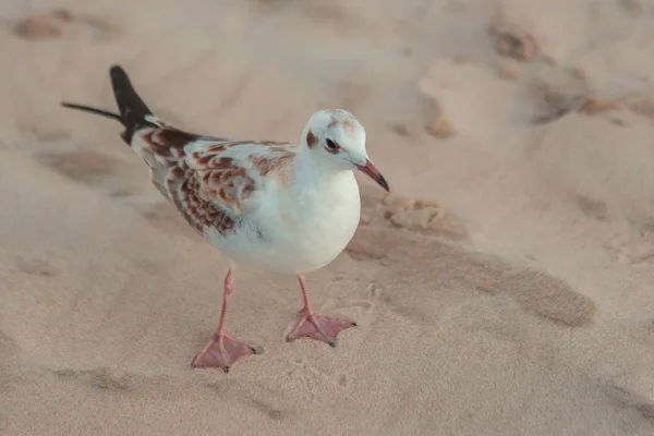 Птица на песчаном пляже — стоковое фото