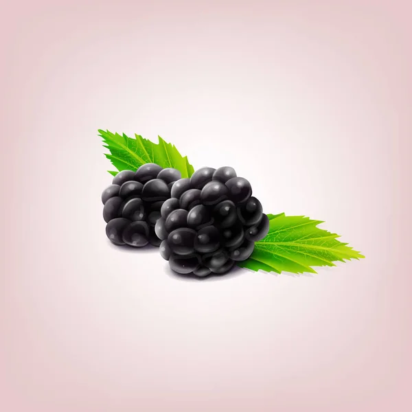 Moras frescas con hojas — Vector de stock