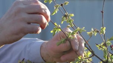 Çiçek açan yeşil yapraklara dokunan bir adamın elleri.. 