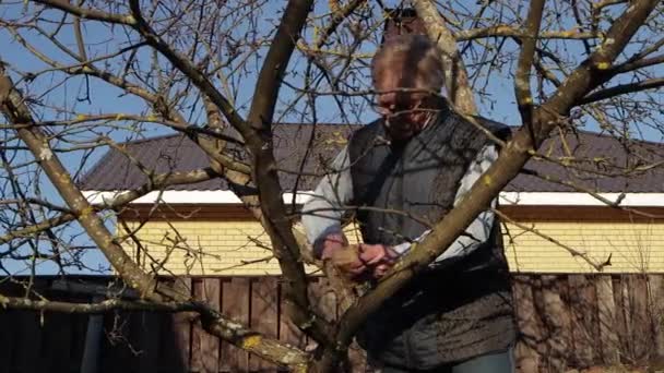Un homme âgé avec des lunettes traite une branche d'arbre . — Video