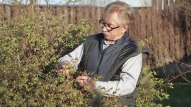 Yaşlı bir adam yeşil yapraklarla çalıların yanında duruyor.. 