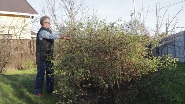 Un homme âgé se tient en pleine croissance près d'un arbuste vert . — Video