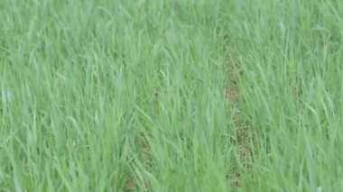 Yeşil çimen yapraklarını kapat. 