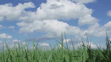 Ön planda taze çimenlerin yeşil yaprakları var.. 