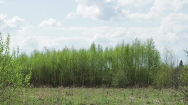 Rüzgarda sallanan genç yeşil ağaçlar. 