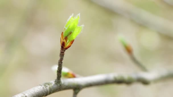 In the frame on the left on the twig is a young shoot. — Stock Video